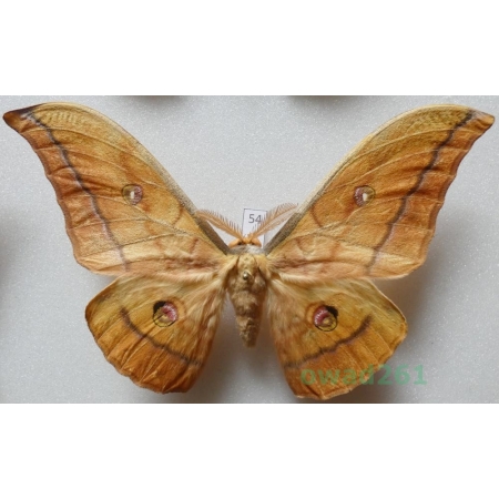 Antheraea yamamai (Guerin-Menevill, 1861) male ex. ovo Italy 125mm54